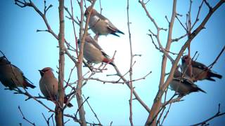 Waxwings Kettering Northants 9th December 2012 [upl. by Aicila]