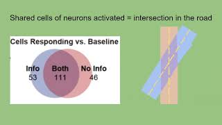 Representations of information value in mouse orbitofrontal cortex [upl. by Enajiram]