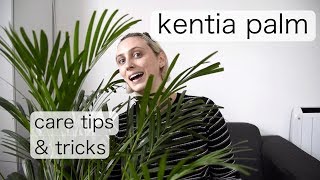 KENTIA PALM Care  Kentia Palm Care Tips and Tricks [upl. by Mohun957]