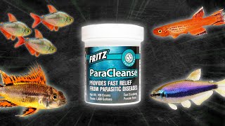 How to Treat Fish with Internal Parasites  Skinny Disease Bloating White Stringy Poop [upl. by Aromas]