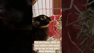 Bugs enjoying her hay from her fun hay feeder 🍓 rabbitpetsupplies houserabbit rabbiteating [upl. by Kcirdla]