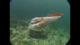 Agonistic Fighting Behavior Between Two Male Squids Loligo plei [upl. by Carolan]