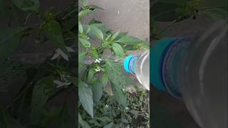 Homemade medicine for any plantsEasy way to protect plants from Antsmedicineshorts viralshort [upl. by Stoeber]