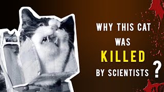 Why was Félicette Space Cat killed by Scientists [upl. by Hotze]