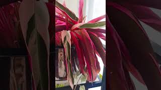 Stromanthe triostar indoor plantsplants springgarden plantas garden indoorplants shorts video [upl. by Neltiak]