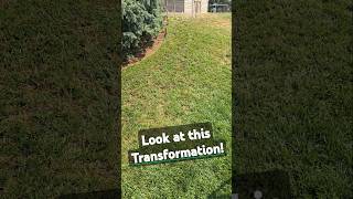 How Overseeding Can Transform Your Lawn RESULTS [upl. by Slen]