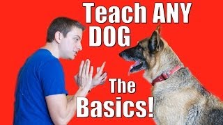 Dog Training 101 How to Train ANY DOG the Basics [upl. by Rae538]