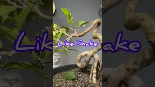 See the Beauty of the Curves of This Bonsai Tree [upl. by Colville946]