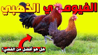 كل مايجب عليك ان تعرفه عن الدجاج الفيومي الذهبي🐓 مميزاته و سلبياته و الفرق بينه و بين الفيومي الفضي [upl. by Latea444]