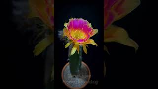 Time lapse flower cactus blooming Witness the magical beauty of a cactus flower in full bloom P24 [upl. by Alemaj339]