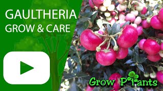 Gaultheria  grow amp care Wintergreen [upl. by Hengel]