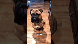 Bull Mastiff 101 🐶🦁❤️Think YOU Can Handle This Powerful amp Loyal Breed 🤔🐶 bullmastiff mastiff dog [upl. by Norval]