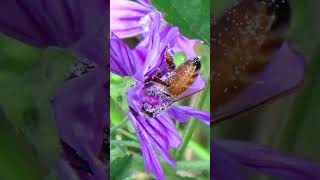 Busy Bees Gathering Nectar and Pollen 🐝🌷 [upl. by Steffen]