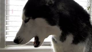 Mishka says quotTaco Bellquot  Husky Dog Talking [upl. by Harriet]