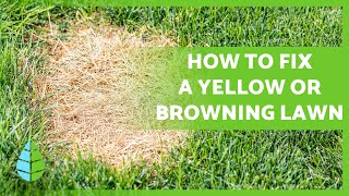 Why is my GRASS turning YELLOW 🌱🟡 Causes and Solutions [upl. by Ibmab]