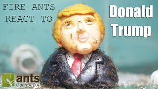 Fire Ants React to Donald Trump Time Lapse [upl. by Willie145]