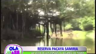 Reserva Nacional Pacaya Samiria la selva de los espejos [upl. by Leanor439]