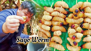 Eating Sago Worm Exotic delicacy  Makan ButodUlat Sagu Kelazatan Eksotik [upl. by Memberg]