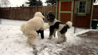 Standard Poodles Playing [upl. by Onivla]