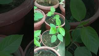 Important hai gardening mein Patience 👍🪴gardening nature shortsyoutube growth greenery 2024 [upl. by Acinnod509]