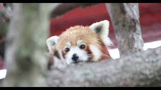 Big Eyed Red Panda [upl. by Amalee233]