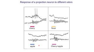 Neurobiology 55 Insect olfactory system [upl. by Attenrev536]