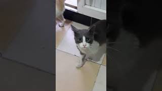 Hungry stray cats begging to be fed cat kitten straycatrescue [upl. by Elorak]