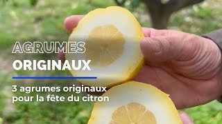 3 agrumes originaux pour la fête du citron [upl. by Odnolor]