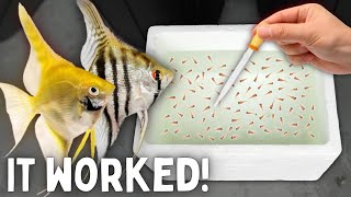 BREEDING Angelfish  Over 300 Fry [upl. by Horwitz]