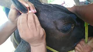 How to dehorn in adult cattle  dehorning  dehorning by elastatic ring part 12 [upl. by Eimar]