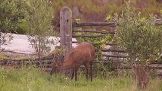 Common Duiker browsing at Phillipskop [upl. by Angi657]