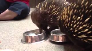 Friendly echidnas at the Platypus House [upl. by Westlund]