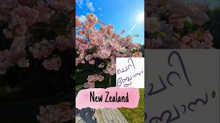 🌸🌸cherry blossom 🌸🌸 hawkes bay newzealand shorts ytshorts youtubeshorts viralvideo flowers [upl. by Kcirdaed976]