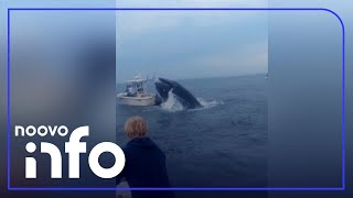 Chavirés par une baleine des pêcheurs sauvés par deux frères [upl. by Lerraf]