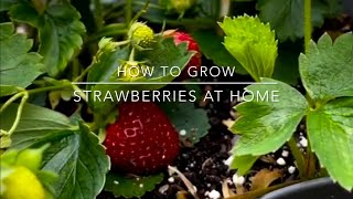 How to grow strawberries at home [upl. by Rora]