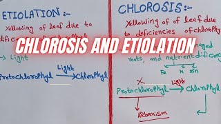 Etiolation and chlorosis  difference between chlorosis and etiolation [upl. by Ettennan]