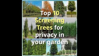 Our Top Trees for Privacy Screening gardening gardenservices trees treeshorts [upl. by Relyhcs997]