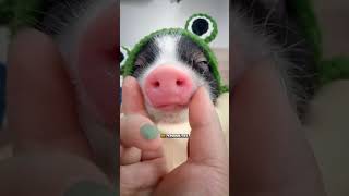 The teacup pig 🐷 animals cute [upl. by Edny]