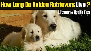 How Long Do Golden Retrievers Live 🐾  Golden Retriever Dog Lifespan amp Health Tips [upl. by Negroj]