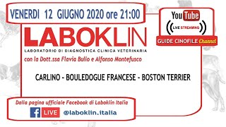 LABOKLIN BOSTON TERRIER BOULEDOGUE FRANCESE CARLINO 12062020 [upl. by Aierdna]