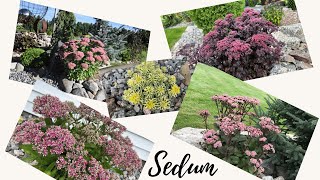 Sedum The Perennial Genus That Has It All almost [upl. by Garold]