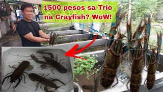 Kayang Kumita ng 60000Month dahil sa Crayfish How [upl. by Rabassa]