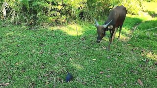 lagi mikat ruak ruak datang sapi untuk ngak kena pikat [upl. by Ycnan]