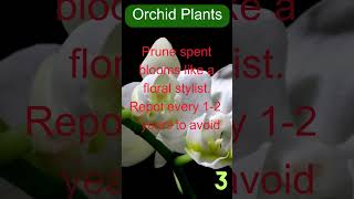 Orchid Plant Care 4 Crucial Tips [upl. by Einapets]