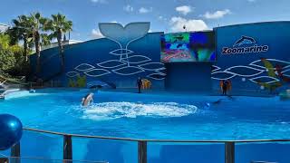 Zoomarine Dolphin show Part 3 October 2024 [upl. by Ruben]