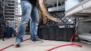 HUGE PYTHON CLEANING TIME  BRIAN BARCZYK [upl. by Okir]