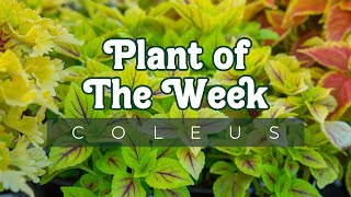 PLANT OF THE WEEK  COLEUS [upl. by Auoh]