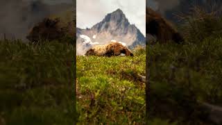 Paradise Mount Rainier mountrainier paradise hiking [upl. by Neetsuj]