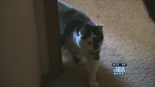 Cat attacks baby traps family in bedroom [upl. by Benedick]