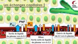 Comprendre le système lymphatique [upl. by Assyral877]